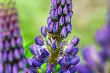 Çiçek açan makro lupin çiçeği. Lupinus, mor ve mavi çiçekli lupin tarlası. Bir grup lupin yaz çiçeği arka planı. Mor bahar ve yaz çiçekleri.