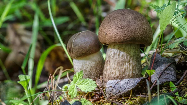 草丛里长着可爱的盘面蘑菇 这只漂亮的小羊的棕色帽子成了焦点 它是素食 这种蘑菇生长在森林里 — 图库照片
