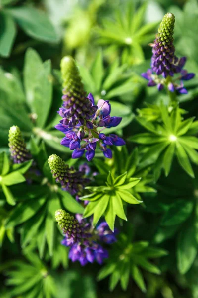 Blühende Makro Lupinen Blume Lupinus Lupinenfeld Mit Violetten Und Blauen — Stockfoto