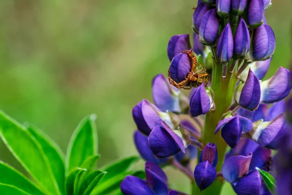 マクロ ラインの花を咲かせます ルピナス 紫と青の花とルピナスのフィールド 夏に総状花序を伸ばし花を咲かせます バイオレット春と夏の花 — ストック写真