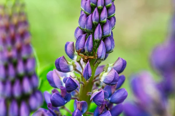 Blommande Makro Lupin Blomma Lupinus Lupinfält Med Lila Och Blå — Stockfoto