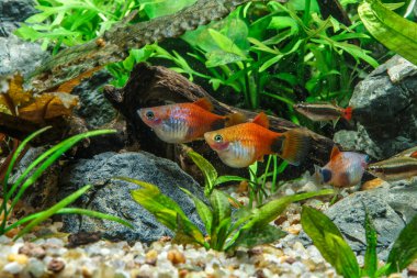 Taze su akvaryumu, (Poecilia velifera), altın, beyaz, gümüş ve dalmaçin mutasyonu.