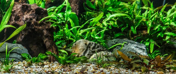 Ein Grün Schön Bepflanztes Tropisches Süßwasseraquarium Mit Fischen Süßwasseraquarienfische Der — Stockfoto