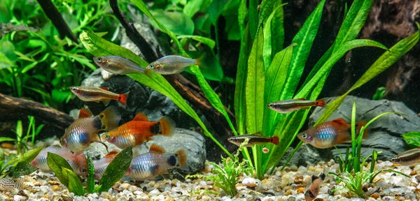 Ein Grün Schön Bepflanztes Tropisches Süßwasseraquarium Mit Fischen Süßwasseraquarienfische Der — Stockfoto