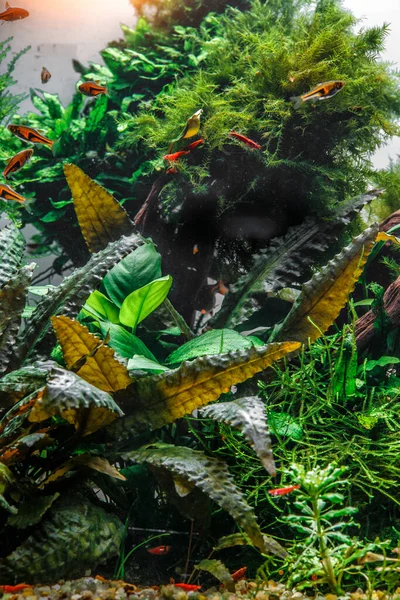 물고기가 아름답게 가꾸어 담수호 가리비 얼룩말 룸가리레 수족관 — 스톡 사진