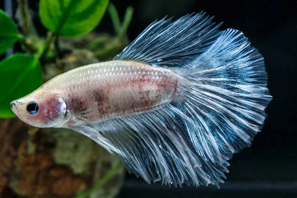 Rítmico Peixes Betta Peixes Combate Siameses Betta Splendens Pla Kad — Fotografia de Stock