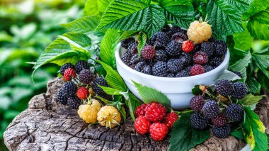 Bahçedeki bir kasede böğürtlen, ahududu ve böğürtlen. Meyve hasadı. Yakın plan.