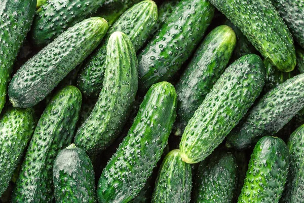 Cucumbers background Cucumbers harvest. A lot of cucumbers.Cucumbers harvest in summer. Cucumbers for salads or canning. Summer vegetables.