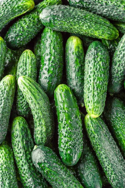 Cucumbers background Cucumbers harvest. A lot of cucumbers.Cucumbers harvest in summer. Cucumbers for salads or canning. Summer vegetables.