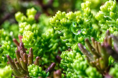 Yeşil yapraklı bir makronun üzerinde şeffaf bir su damlası. Güneş parıl parıl parlıyor. Yeşil yapraklı, büyük, şeffaf yağmur damlaları..
