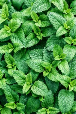 Yeşil nane bitkisi arka planda büyüyor. Yaprakların güzel dokusu. Su damlalı yeşil yaprak, arka plan ya da duvar kağıdı olarak doğal bitki deseni..