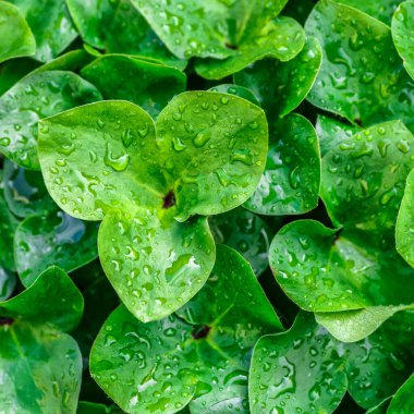 Arkaplan ya da duvar kağıdı olarak doğal bitki deseni. Yeşil yapraklı bir makro üzerinde şeffaf bir su damlası..