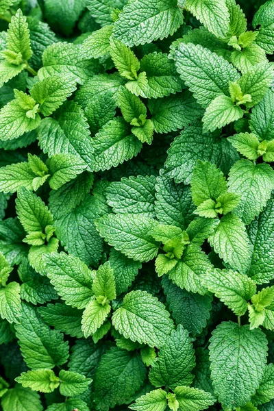 Yeşil nane bitkisi arka planda büyüyor. Yaprakların güzel dokusu. Su damlalı yeşil yaprak, arka plan ya da duvar kağıdı olarak doğal bitki deseni..