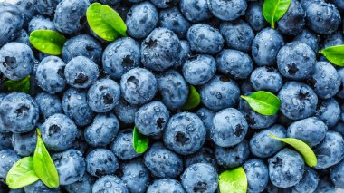 Olgun tatlı yaban mersinine su damlası. Metnin için fotokopi alanı olan taze yabanmersini arkaplanı. Vejetaryen ve vejetaryen kavramı. Yaban mersinli böğürtlenlerin makro dokusu. Yaban mersinli dokular kapanıyor.