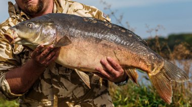 Balık tutma maceraları, sazan avı. Ayna sazan (Cyprinus carpio), tatlı su balığı. Büyük bir sazan balıkçılık kupa ile Fener. Göle bakan bir Sazan Feneri ile Gün doğumu