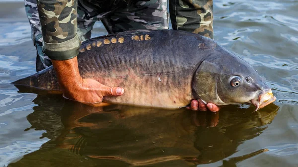 Fiskeäventyr Karp Fiske Spegel Karp Cyprinus Carpio Sötvattenfisk Angler Med — Stockfoto