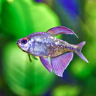 Akvaryumda, içinde balık ve karides bulunan tropikal tatlı su akvaryumu. Elmas tetra (Moenkhausia pittieri). T, (Characidae) familyasından bir tatlı su balığıdır.).
