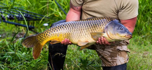 şanslı balıkçı dev sazan balığı tutma