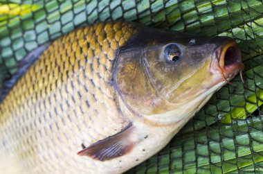 sazan kafa Boyle Balık tutma