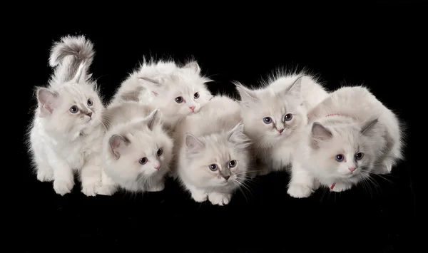 Cuatro varios gatitos británicos sentados en cuadros beige — Foto de Stock