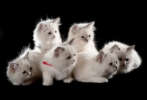 Cuatro varios gatitos británicos sentados en cuadros beige — Foto de Stock