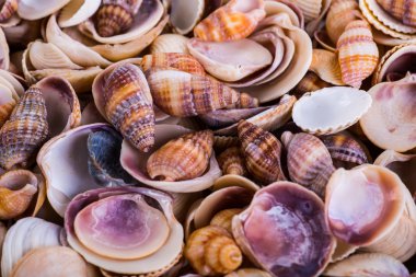 Deniz kabukları kabuklar! -plaj deniz kabukları çeşitli - panor