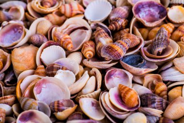 Deniz kabukları kabuklar! -plaj deniz kabukları çeşitli - panor