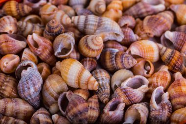 Deniz kabukları kabuklar! -plaj deniz kabukları çeşitli - panor