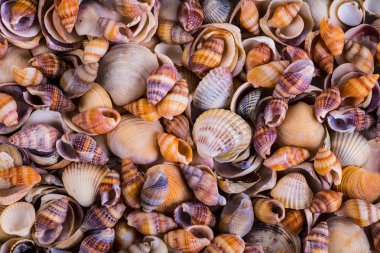 Sea Shells Seashells! - variety of sea shells from beach - panor clipart