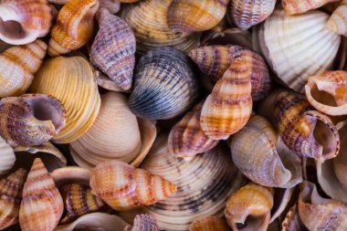 Deniz kabukları kabuklar! -plaj deniz kabukları çeşitli - panor