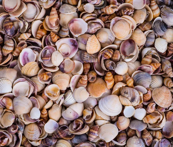 Sea Shells Seashells! - variety of sea shells from beach - panor — Stock Photo, Image
