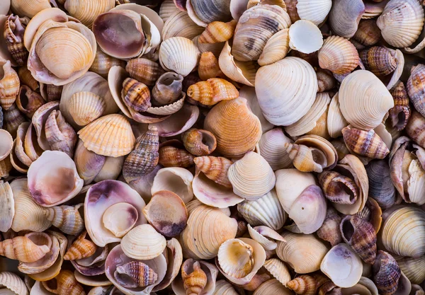 Deniz kabukları kabuklar! -plaj deniz kabukları çeşitli - panor