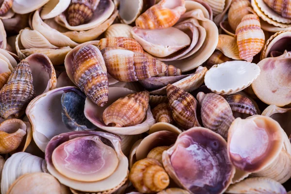 Mořské mušle mořské mušle! -různé mořské mušle od pláže - panor — Stock fotografie