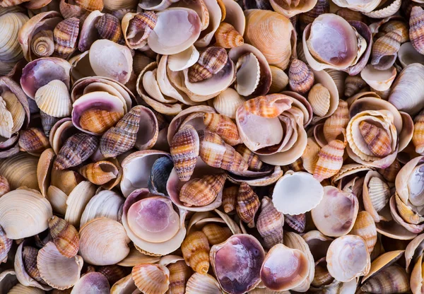 Mořské mušle mořské mušle! -různé mořské mušle od pláže - panor — Stock fotografie