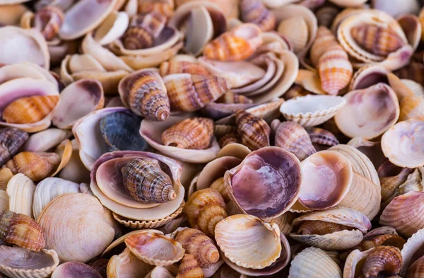 Muscheln! - Verschiedene Muscheln vom Strand - Panorama — Stockfoto