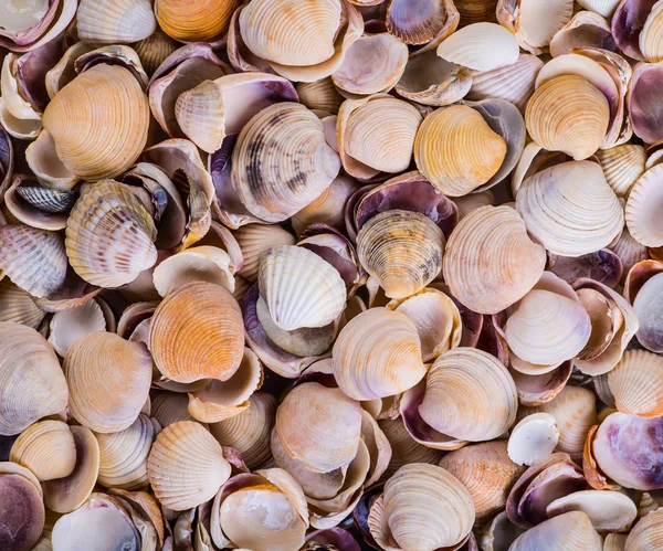 Muscheln! - Verschiedene Muscheln vom Strand - Panorama — Stockfoto