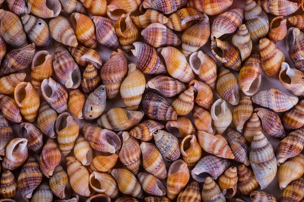 Sea Shells Seashells! - variety of sea shells from beach - panor — Stock Photo, Image