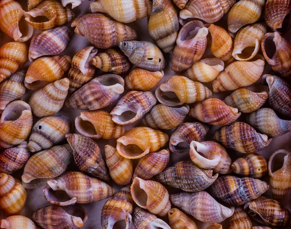 Conchiglie di mare Seashells! - varietà di conchiglie dalla spiaggia - panor — Foto Stock