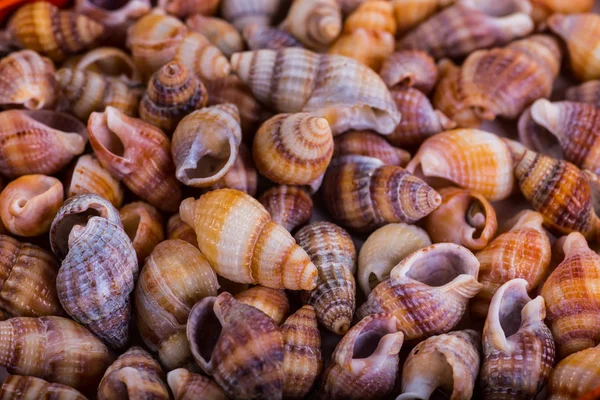 Deniz kabukları kabuklar! -plaj deniz kabukları çeşitli - panor