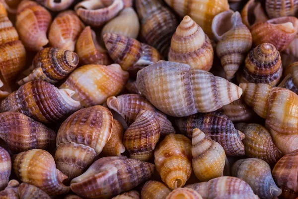 Muscheln in vielen Arten und Größen finden sich an unseren Muschelstränden — Stockfoto