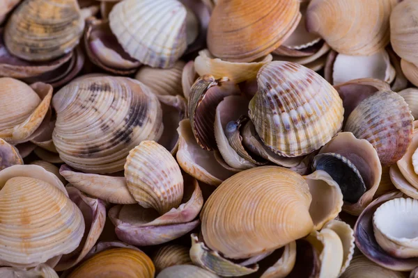 Muscheln! - Verschiedene Muscheln vom Strand - Panorama — Stockfoto