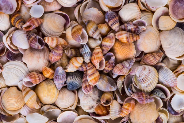 Muscheln in vielen Arten und Größen finden sich an unseren Muschelstränden — Stockfoto