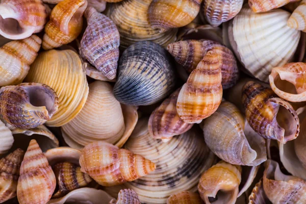 Deniz kabukları kabuklar! -plaj deniz kabukları çeşitli - panor