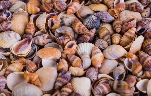 Birçok türleri ve boyutları kabukları bombardımanı kumsallarımıza bulunur