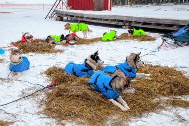 two teams of dogs rest on straw, prepared by mushers clipart
