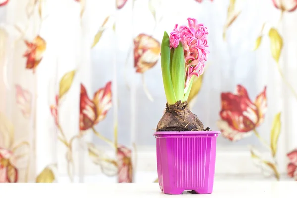 Perde önünde sümbül çiçek