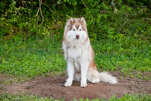 Malamute rojo descansa en la sombra de los árboles — Foto de Stock