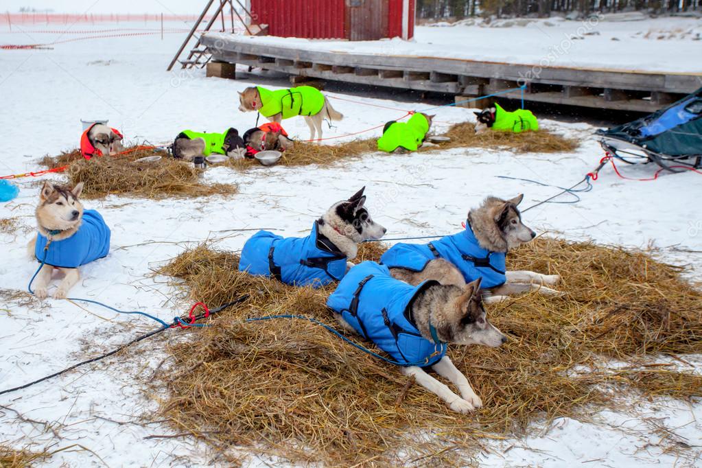 two teams of dogs rest on straw, prepared by mushers