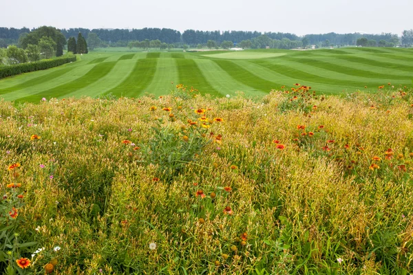 Golf çim ve çiçek