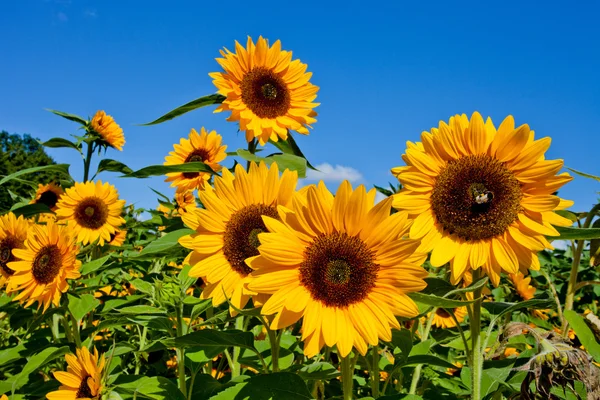 Mehrere Sonnenblumen auf dem Feld — Stockfoto